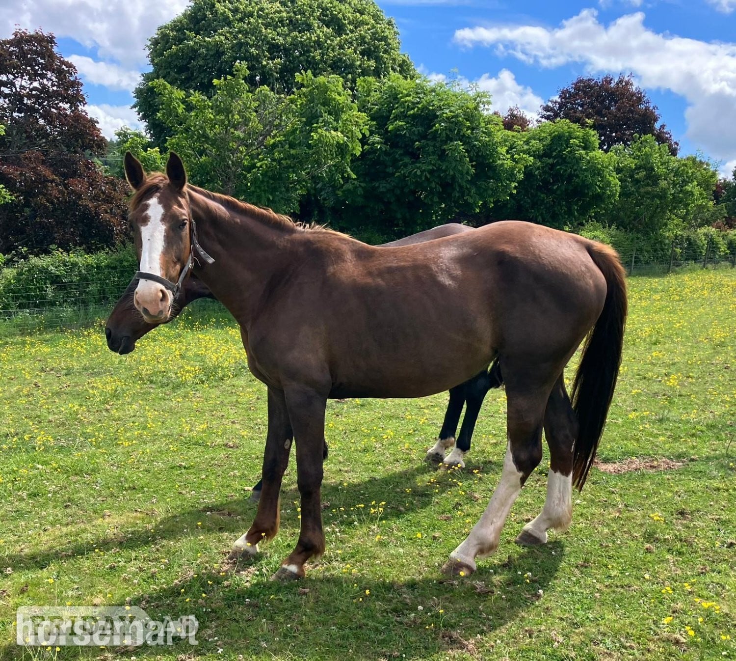 "Horse"  Mare All Rounder in Crediton