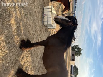 "Sass" Bay Mare Cob/Heavy Horse