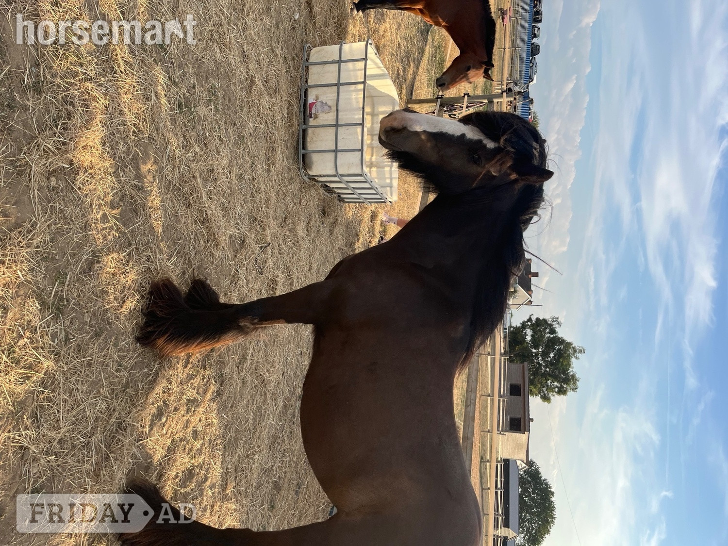 "Sass" Bay Mare Cob/Heavy Horse in Aveley