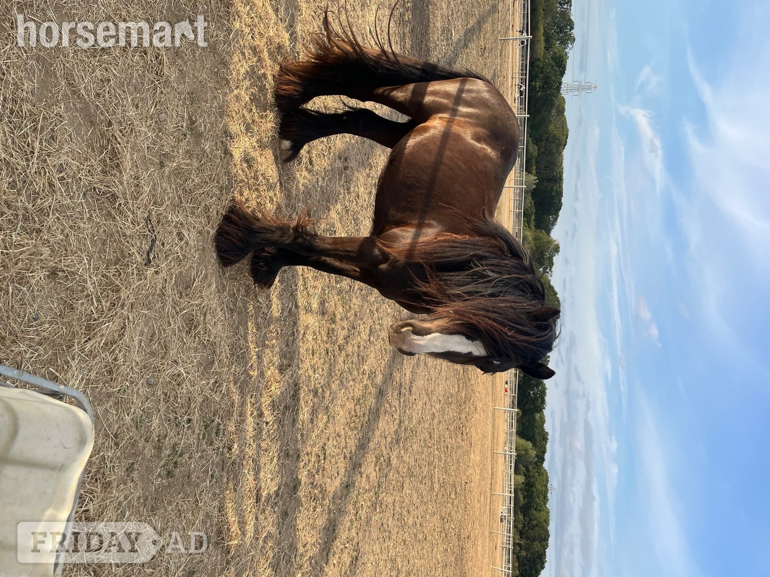 "Sass" Bay Mare Cob/Heavy Horse