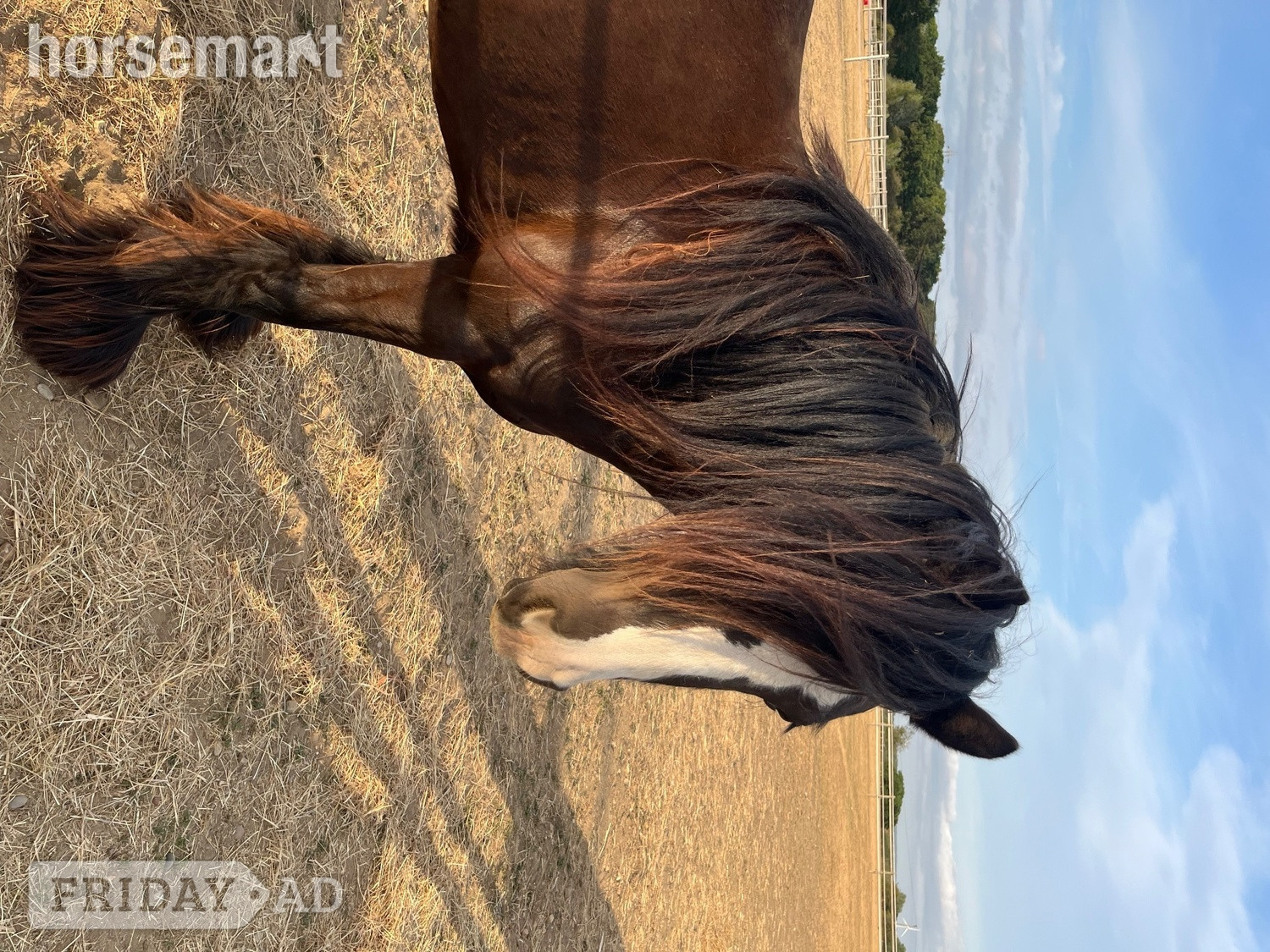 Aveley "Sass" Bay Mare Cob/Heavy Horse