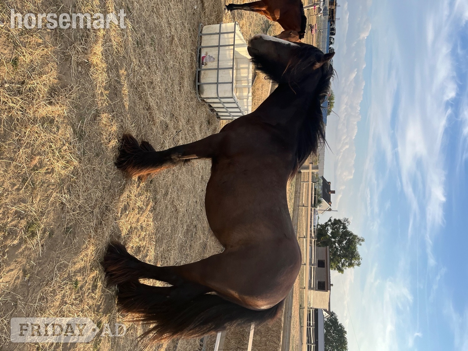 "Sass" Bay Mare Cob/Heavy Horse - Horses in Aveley