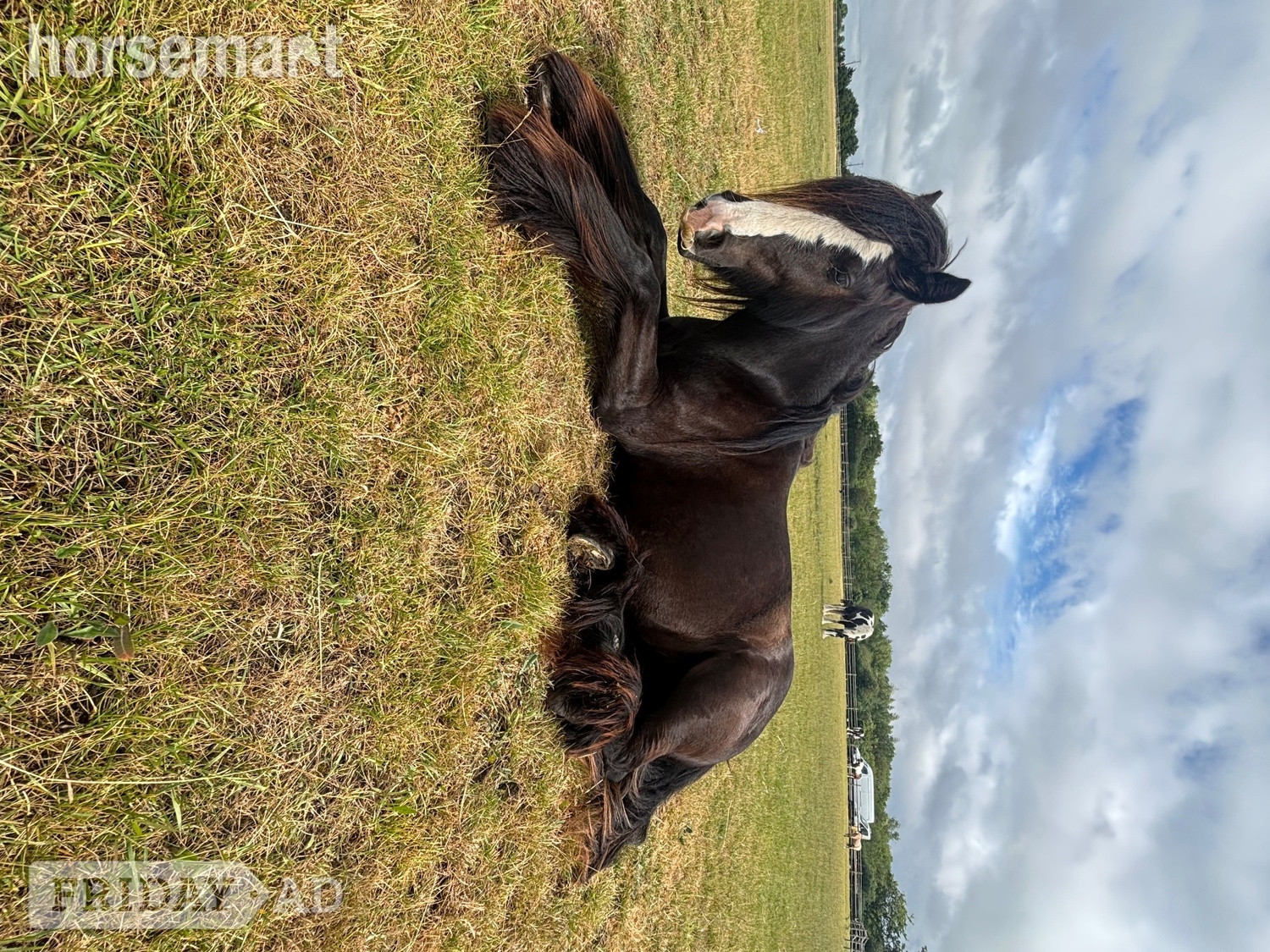 "Sass" Bay Mare Cob/Heavy Horse - Horses