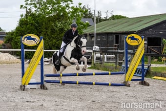 sane, fun, will do it all, ex riding school, ideal funride horse