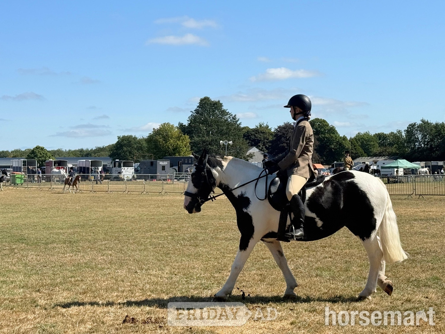sane, fun, will do it all, ex riding school, ideal funride horse