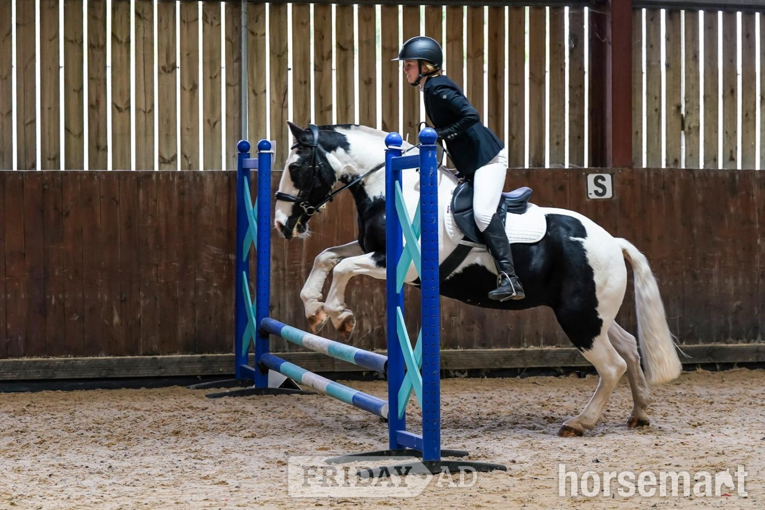 sane, fun, will do it all, ex riding school, ideal funride horse - Horses
