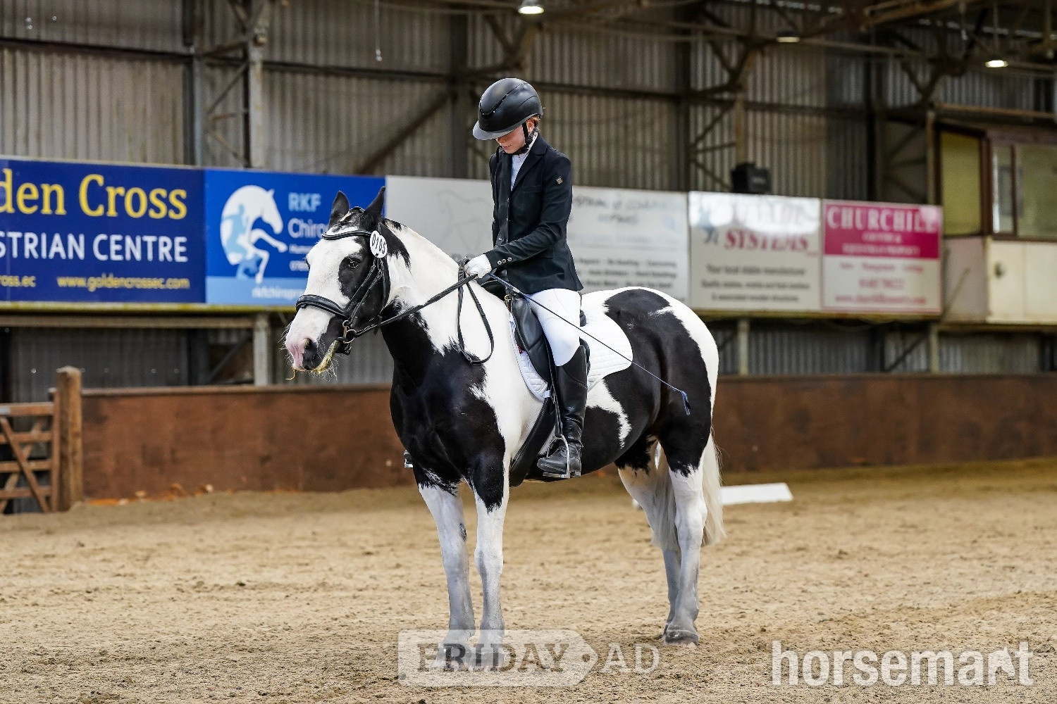 sane, fun, will do it all, ex riding school, ideal funride horse - Horses in Horsted Keynes