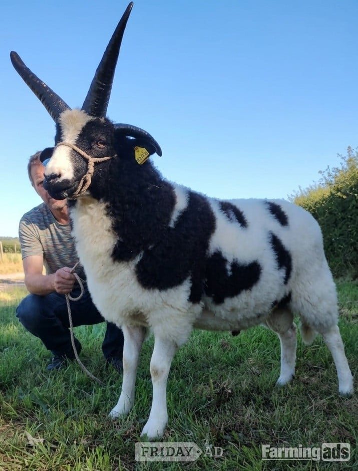 Quality 4-Horn Jacob Ram Lamb For Sale in Feckenham