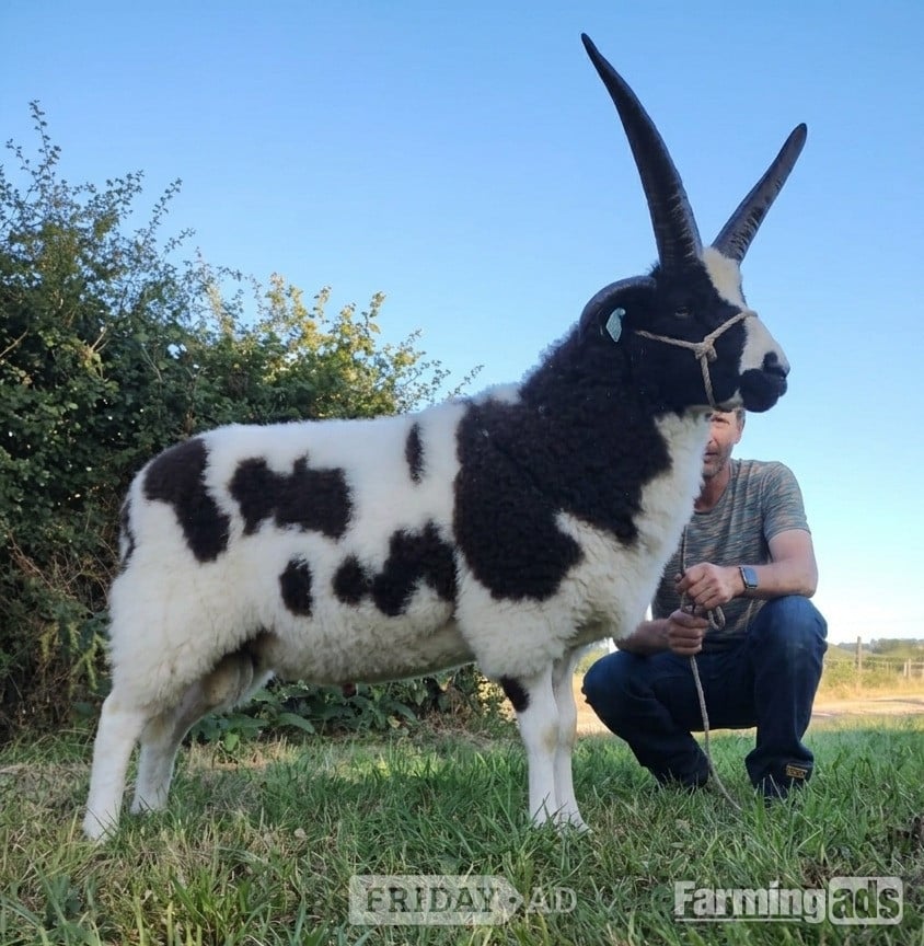 Quality 4-Horn Jacob Ram Lamb For Sale