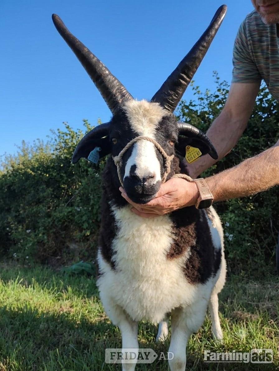 Feckenham Quality 4-Horn Jacob Ram Lamb For Sale