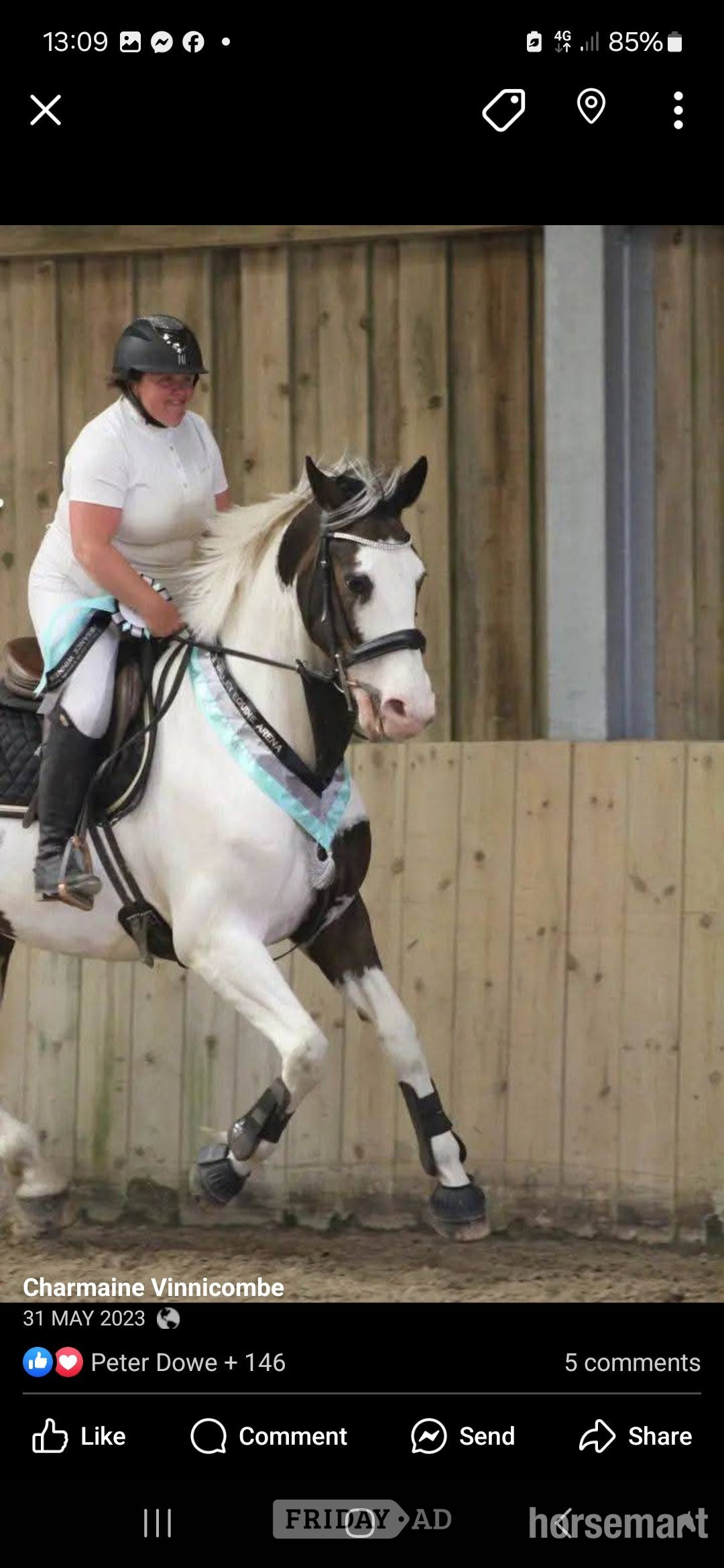 "The sapphire queen " Skewbald Mare All Rounder