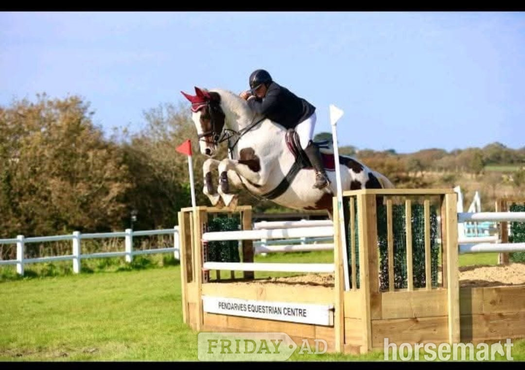 Redruth "The sapphire queen " Skewbald Mare All Rounder