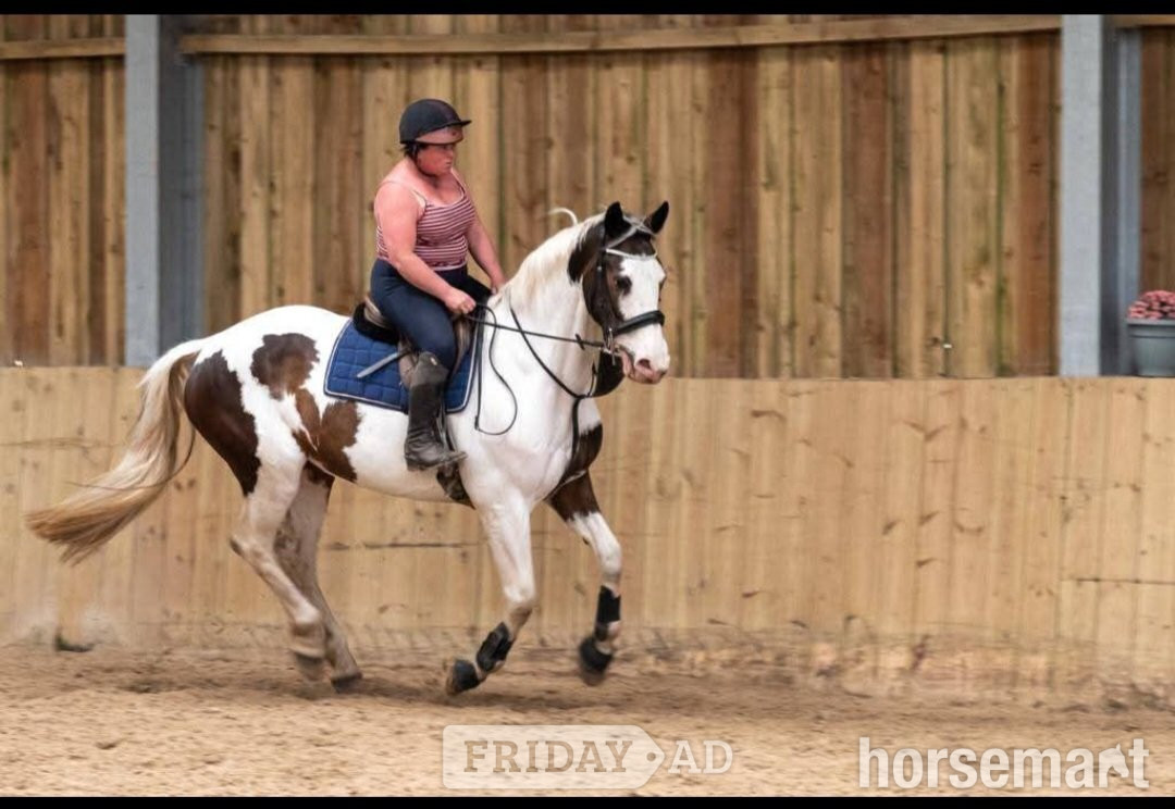"The sapphire queen " Skewbald Mare All Rounder - Horses in Redruth