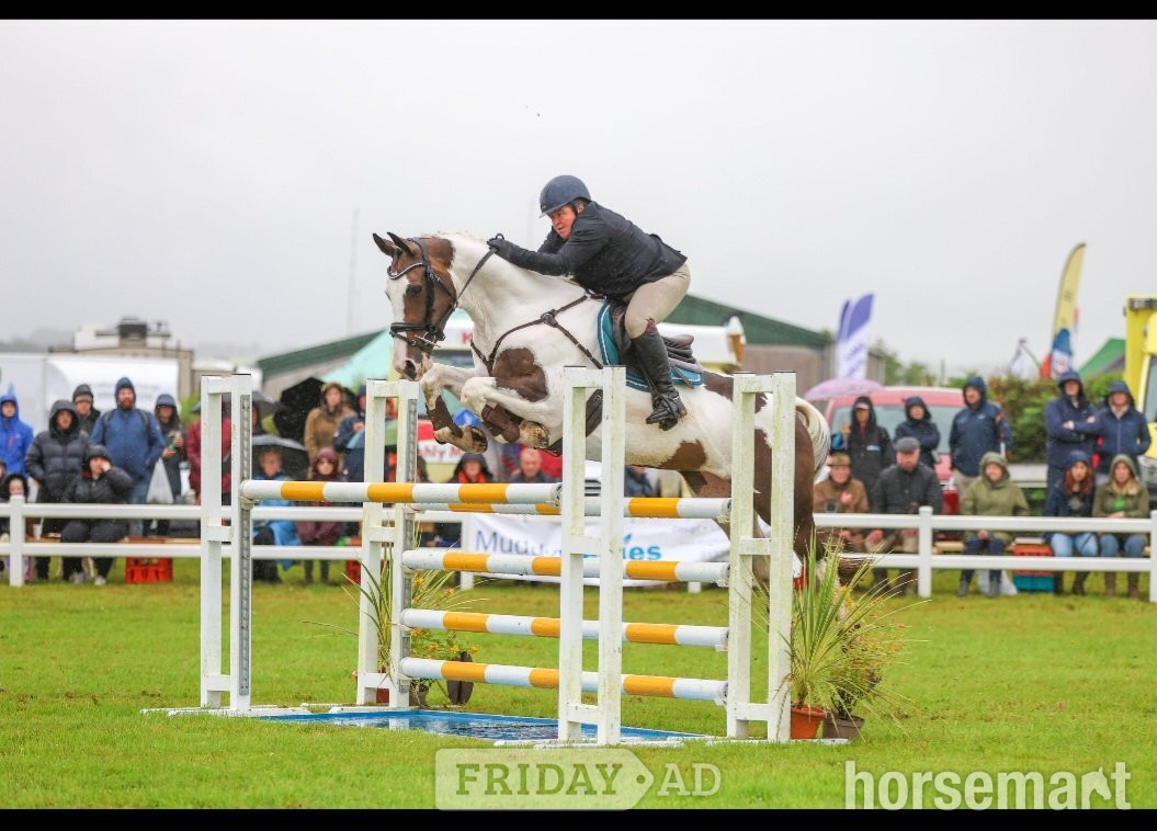 "The sapphire queen " Skewbald Mare All Rounder - Horses