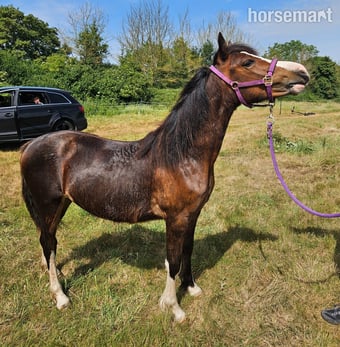 "Kiki" Bay Filly Youngstock / Foal