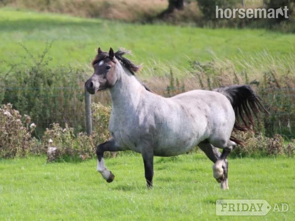 "Kiki" Bay Filly Youngstock / Foal - Horses in Chichester