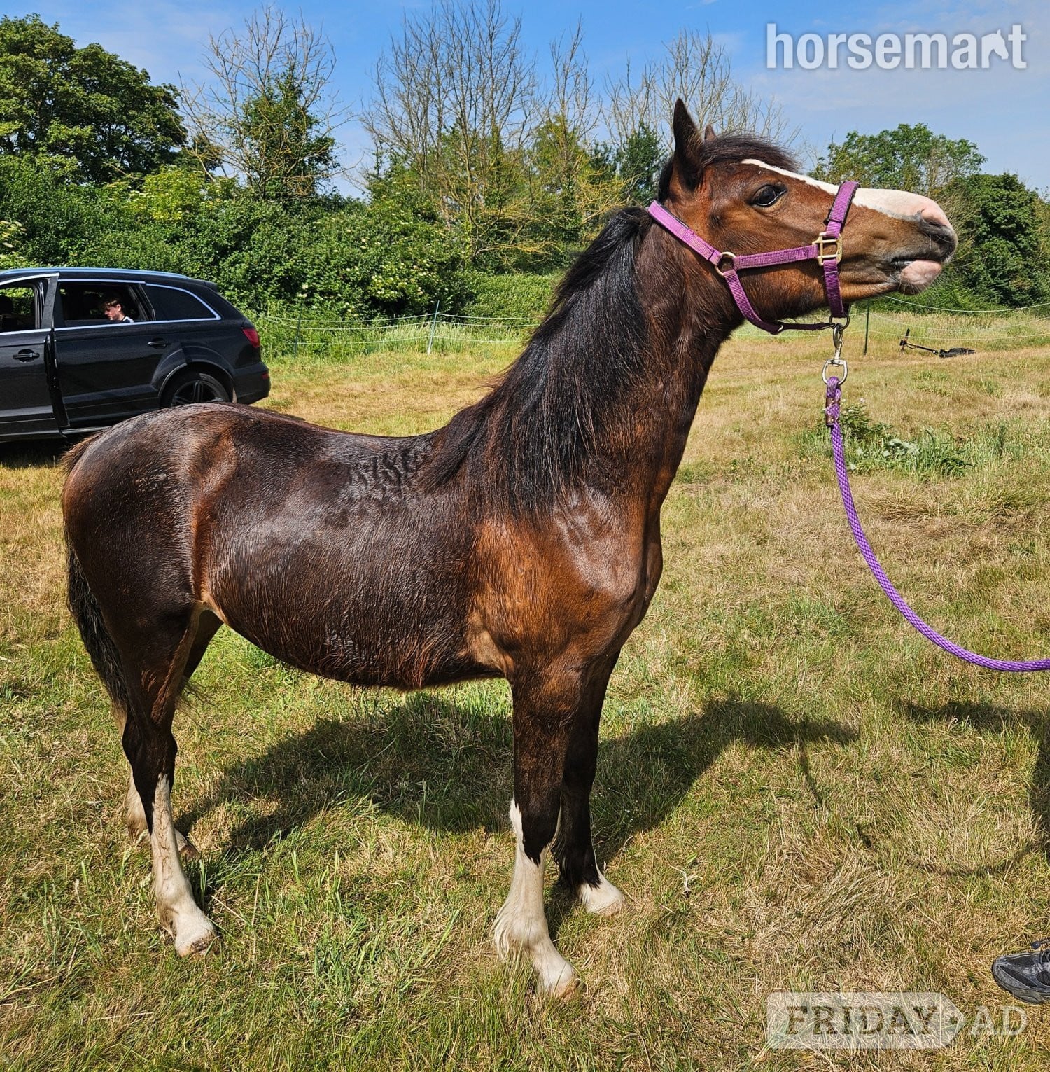 "Kiki" Bay Filly Youngstock / Foal in Chichester