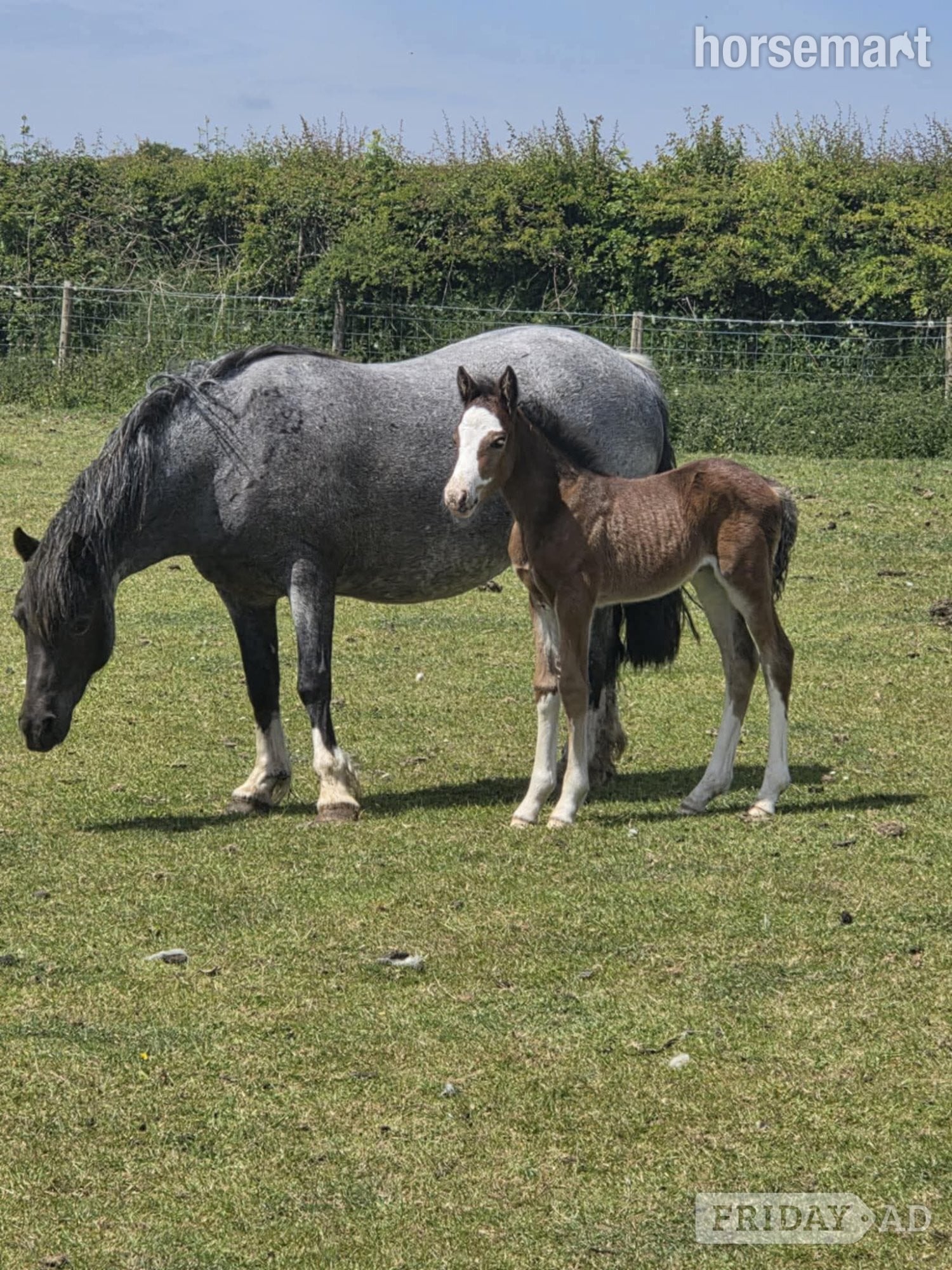Chichester "Kiki" Bay Filly Youngstock / Foal