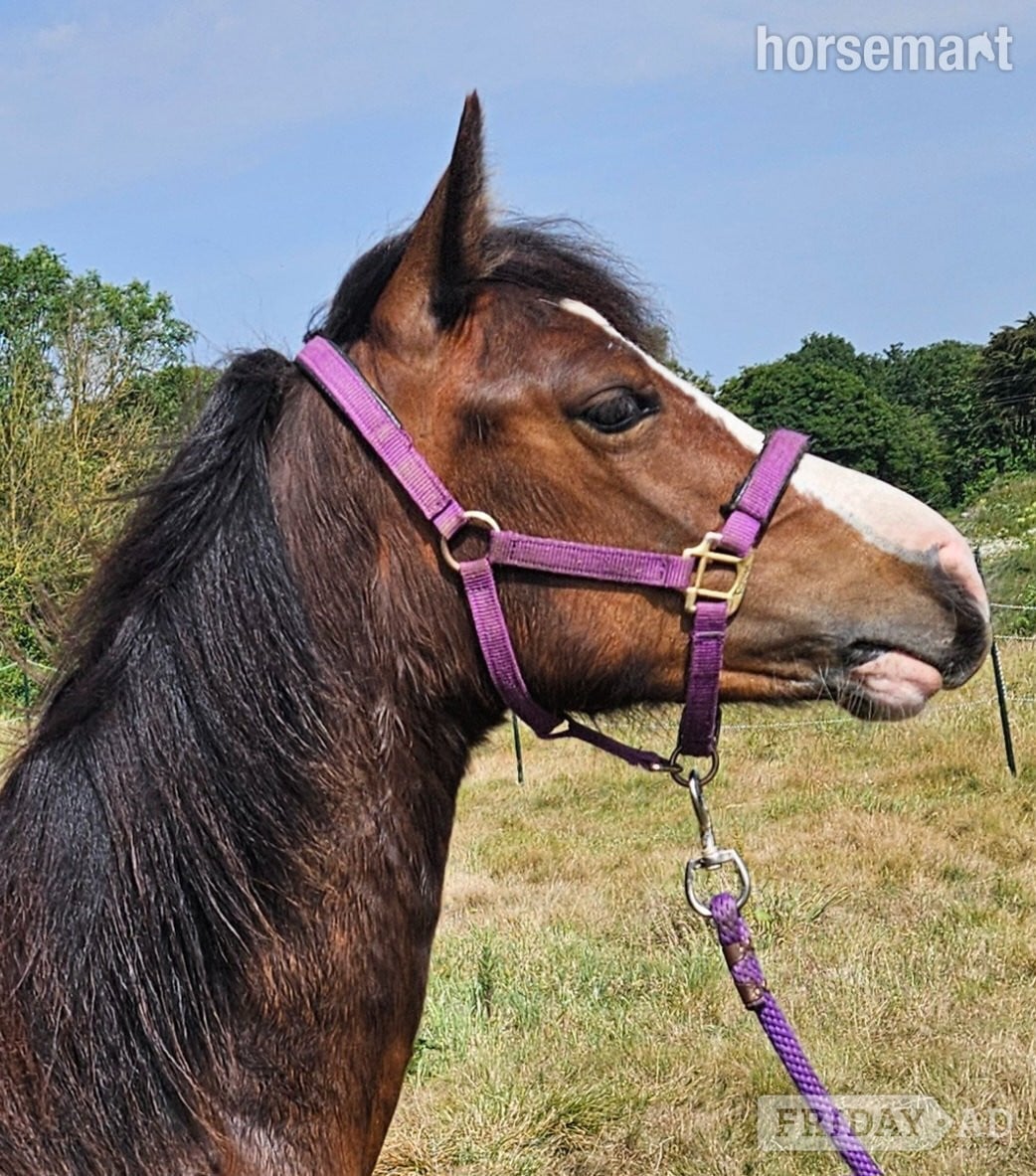 "Kiki" Bay Filly Youngstock / Foal