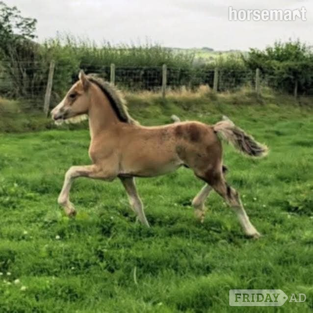 "Kiki" Bay Filly Youngstock / Foal - Horses