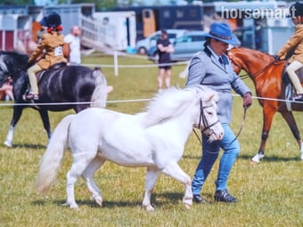 "Bunti" Few Spot Mare Miniature Horse