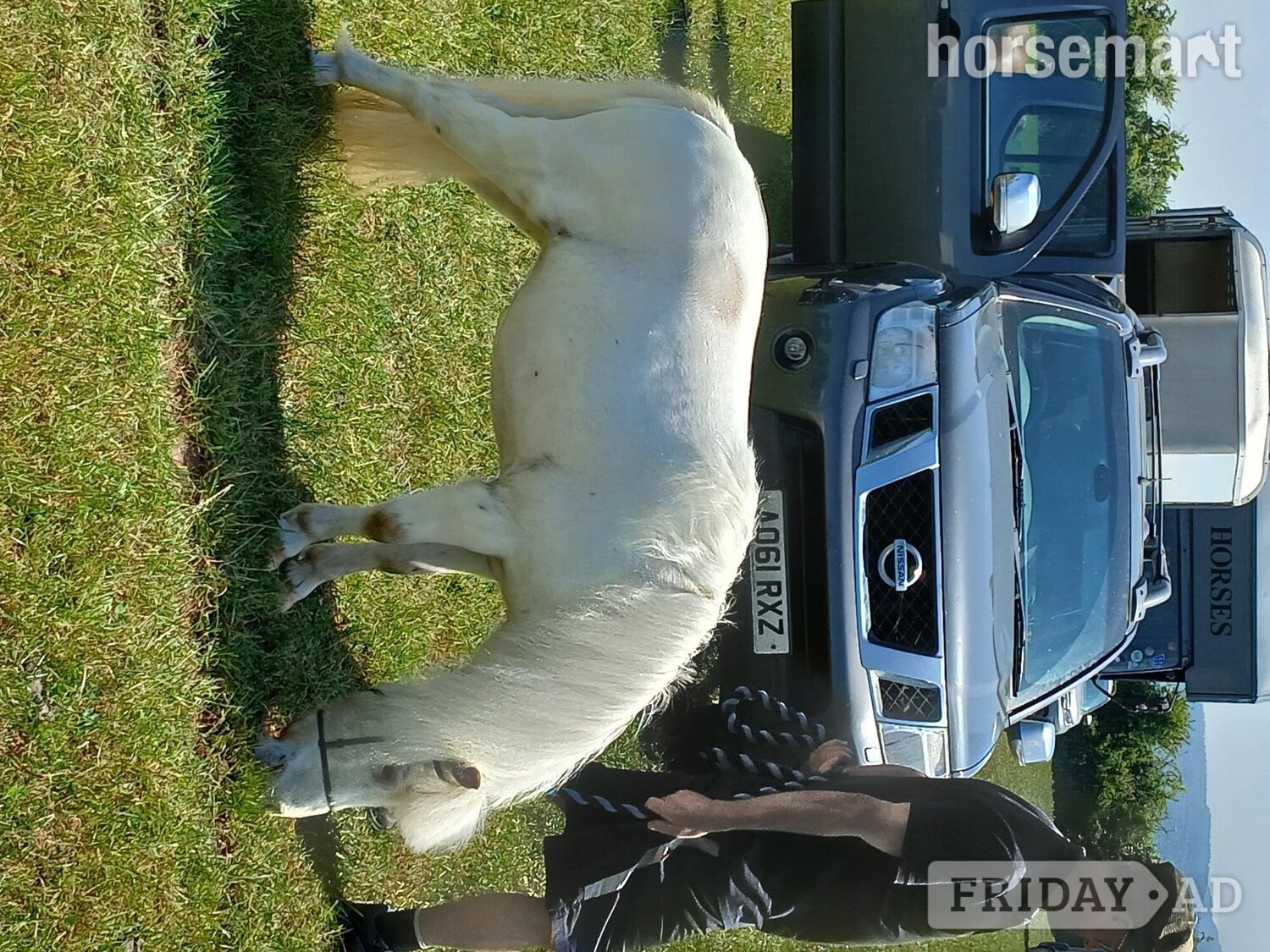 Broxwood "Bunti" Few Spot Mare Miniature Horse