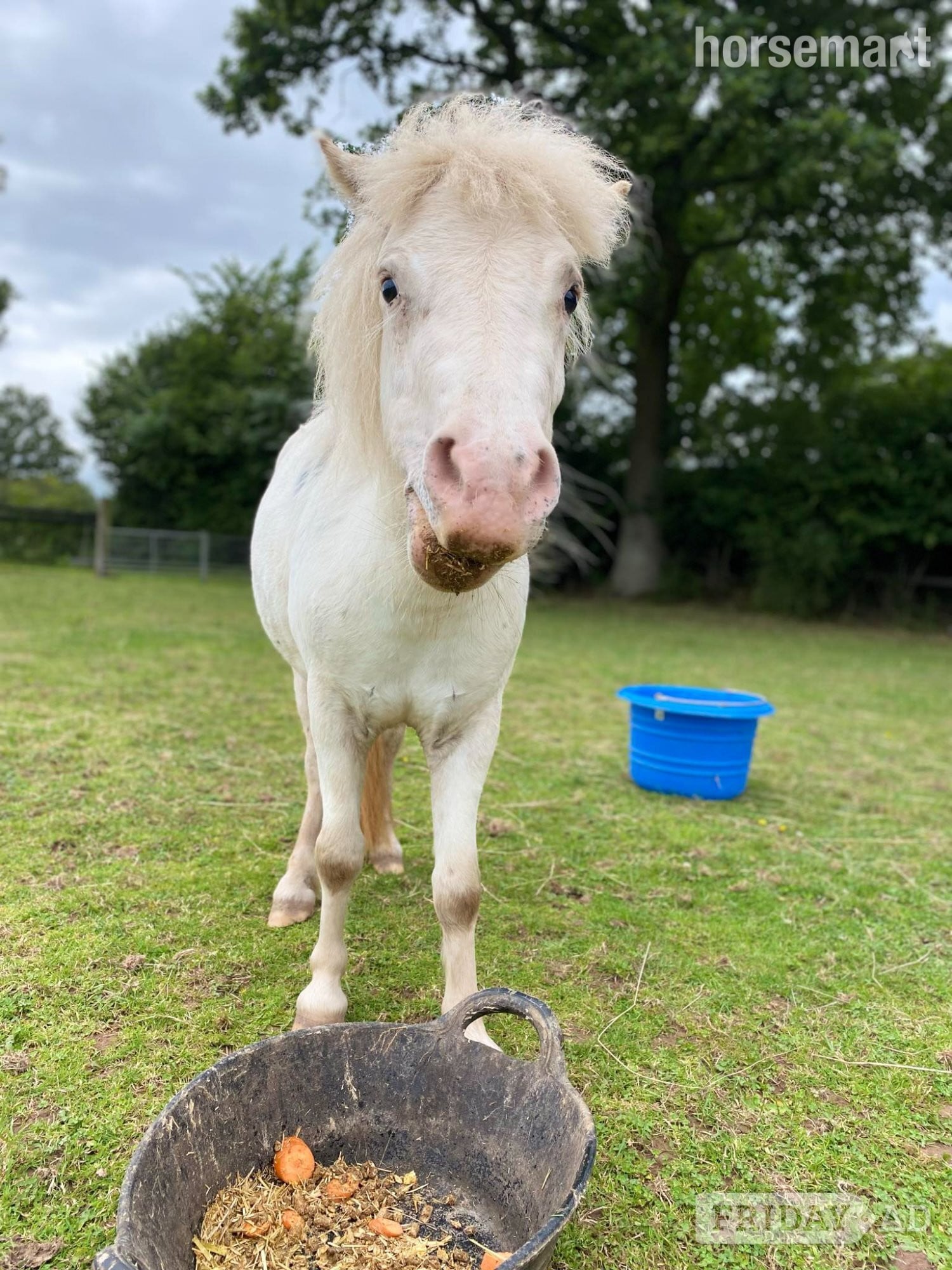 "Bunti" Few Spot Mare Miniature Horse