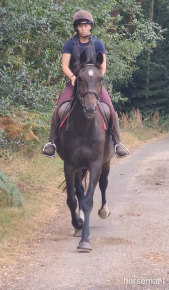 "Eli" Dark Bay Gelding All Rounder