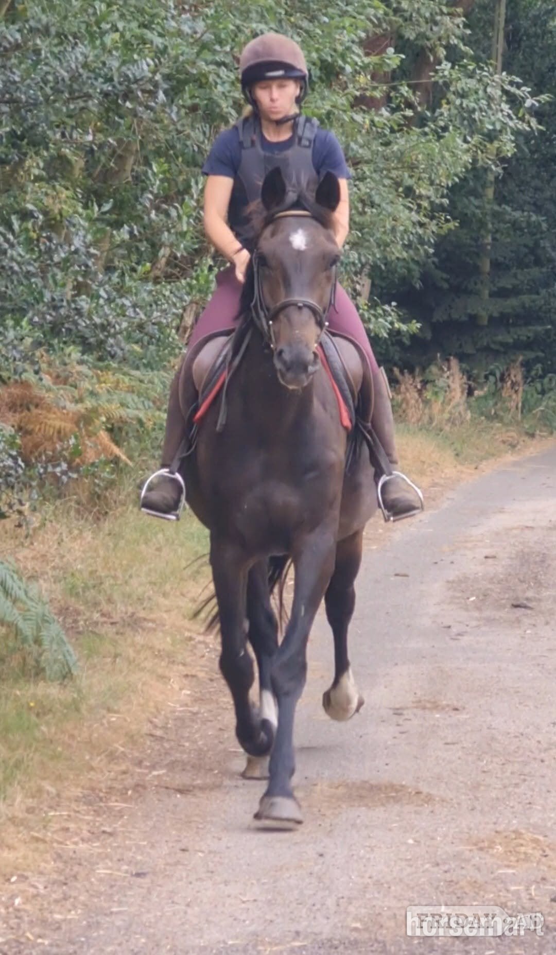 "Eli" Dark Bay Gelding All Rounder in King's Lynn