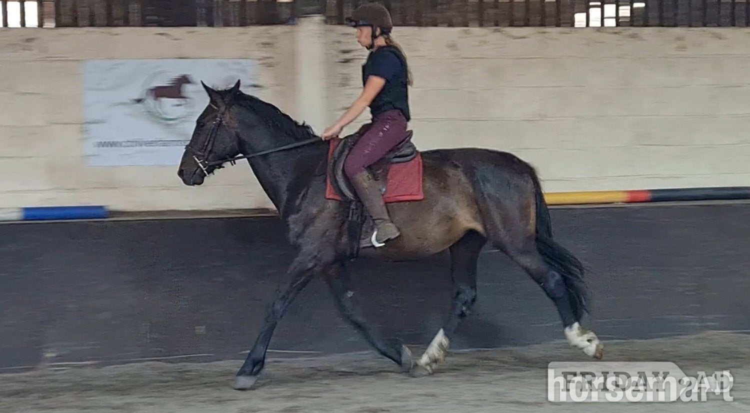 "Eli" Dark Bay Gelding All Rounder