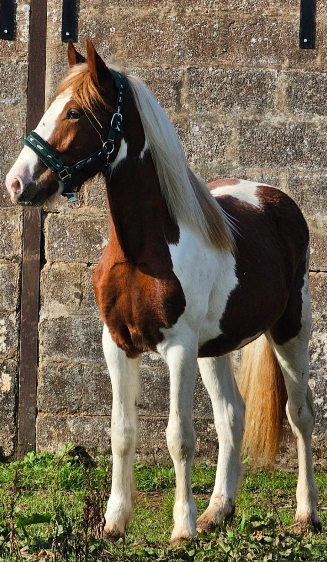 Tiverton "Goonie" Skewbald Gelding Cob/Heavy Horse