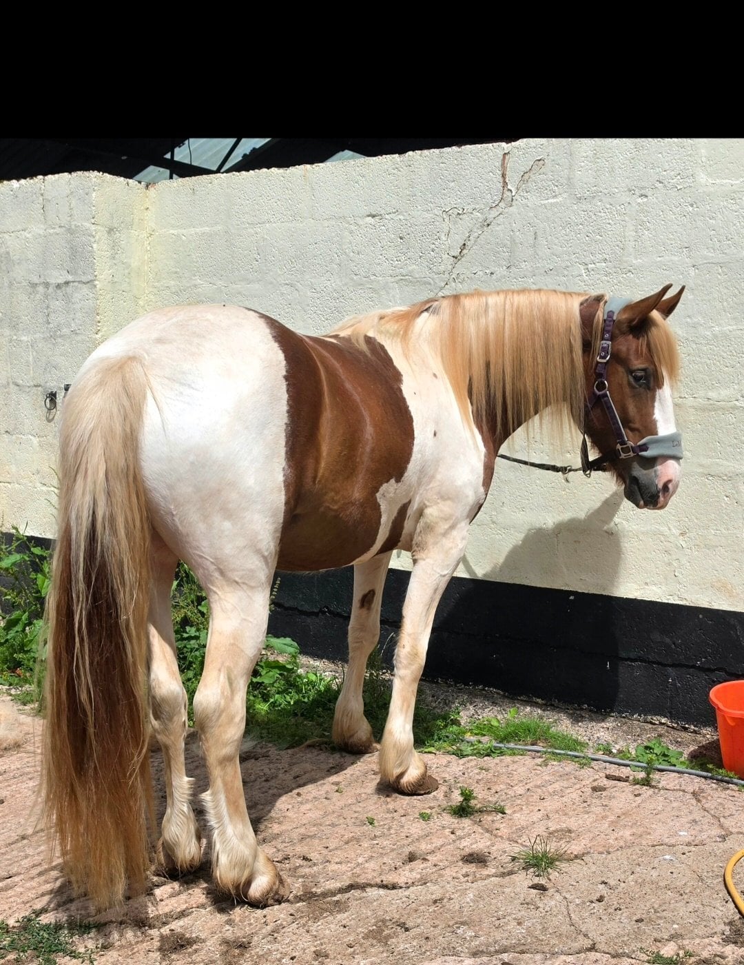 "Goonie" Skewbald Gelding Cob/Heavy Horse - Horses in Tiverton