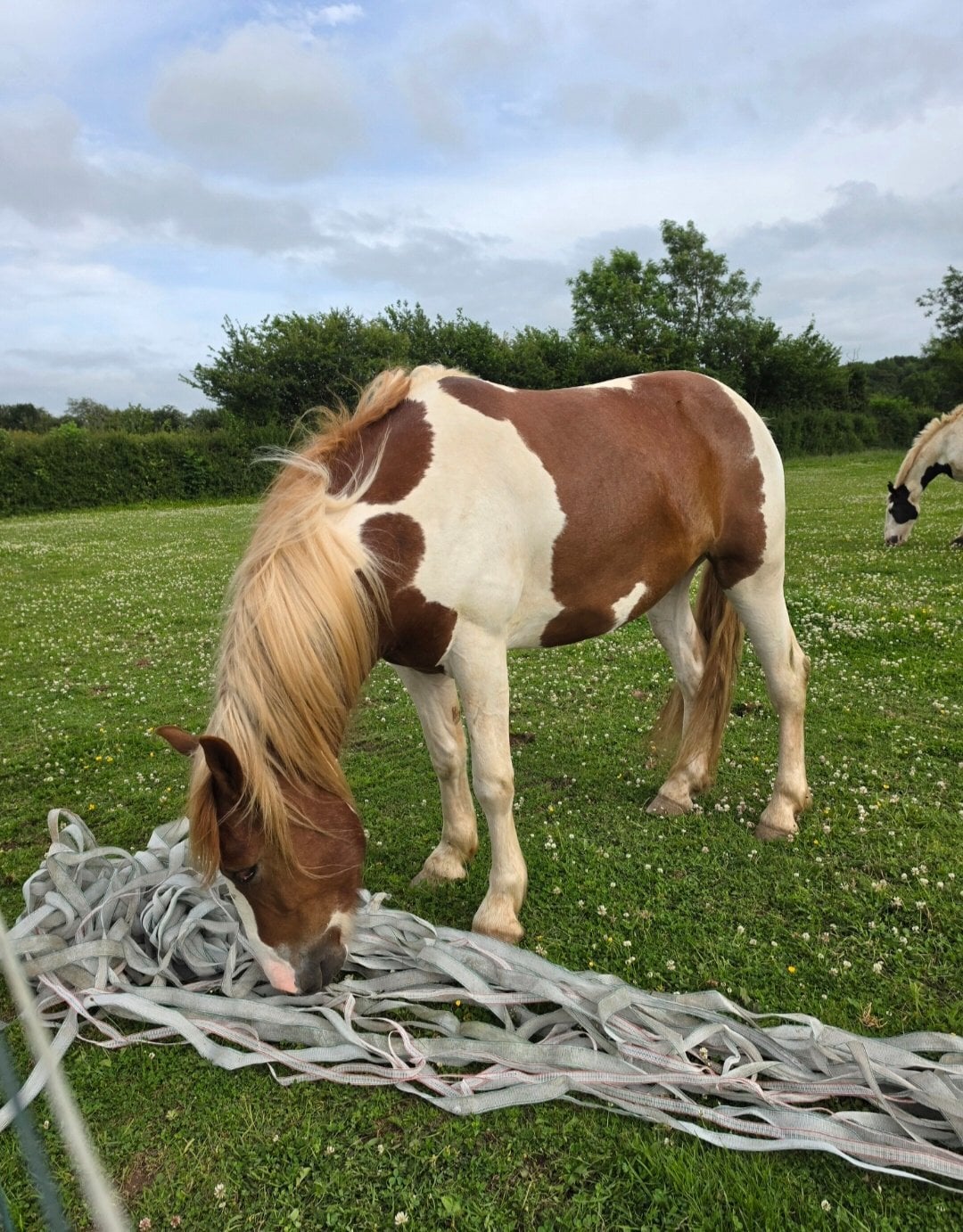 "Goonie" Skewbald Gelding Cob/Heavy Horse - Horses