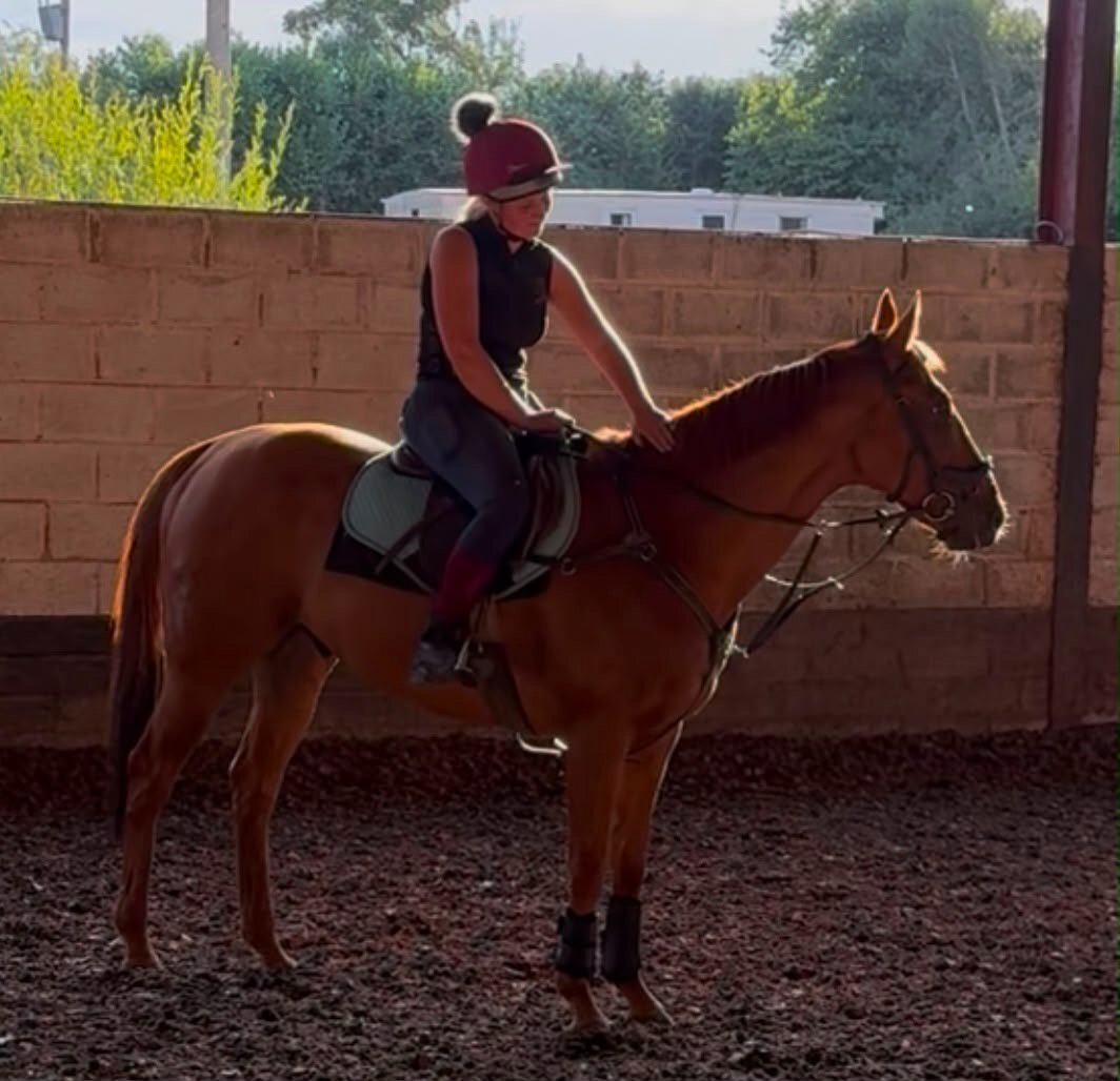 "Poetic Force." Chestnut Gelding Ex Racehorse