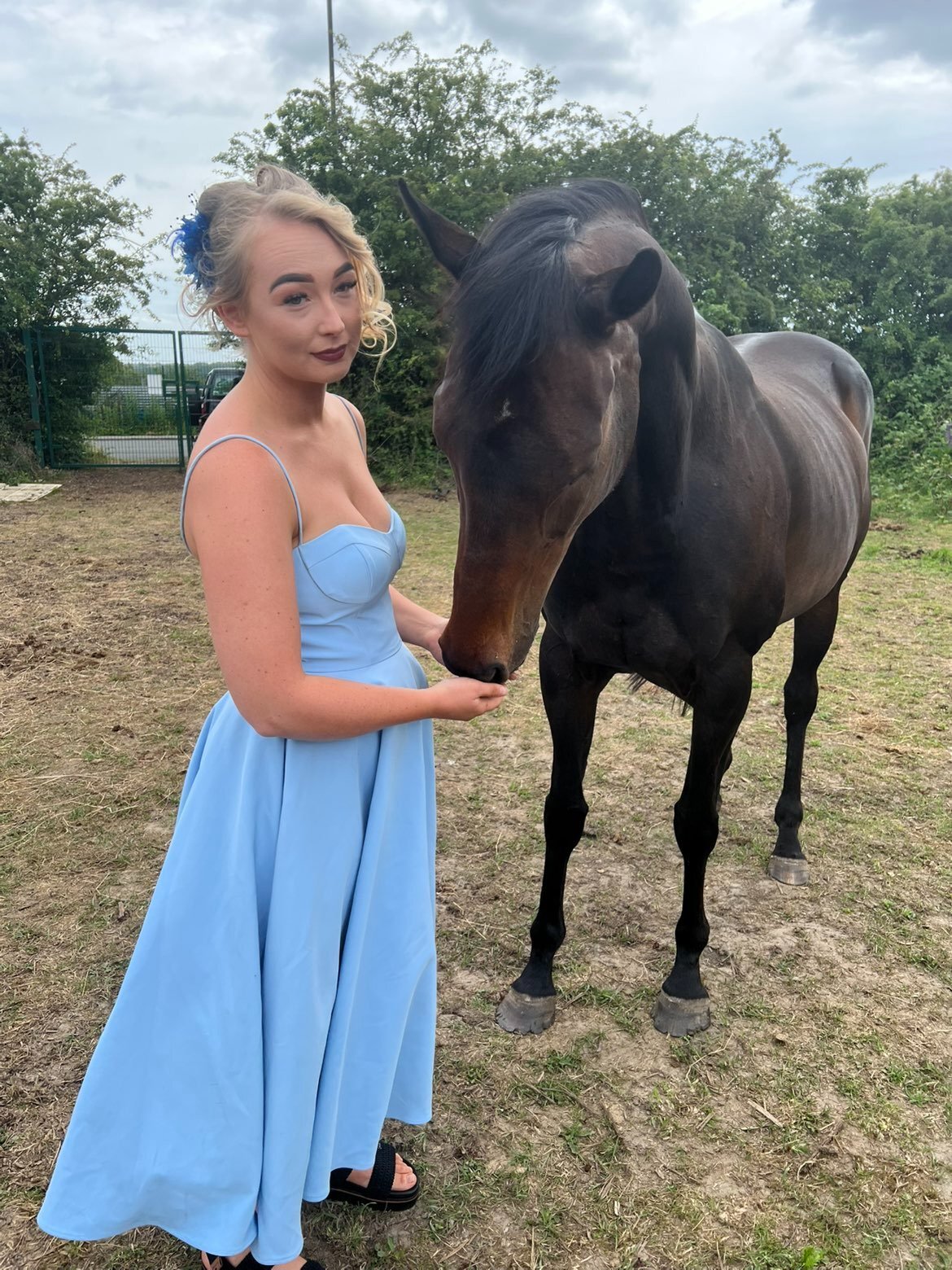 Rotherham Thoroughbred mare companion/Broodmare only 