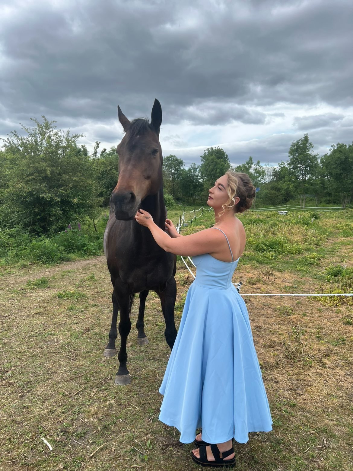 Thoroughbred mare companion/Broodmare only  - Horses in Rotherham