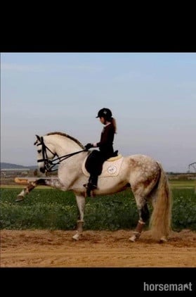 "" Grey Stallion Dressage Horse