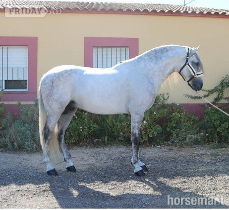 "" Grey Stallion Dressage Horse