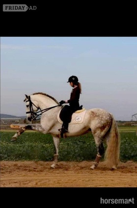 "" Grey Stallion Dressage Horse in Knocknagoshel
