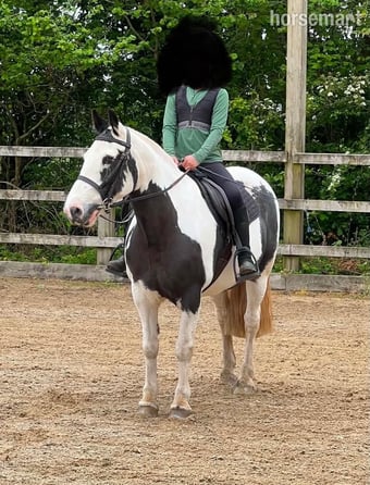 "Patch " Piebald Mare Pony Club Pony