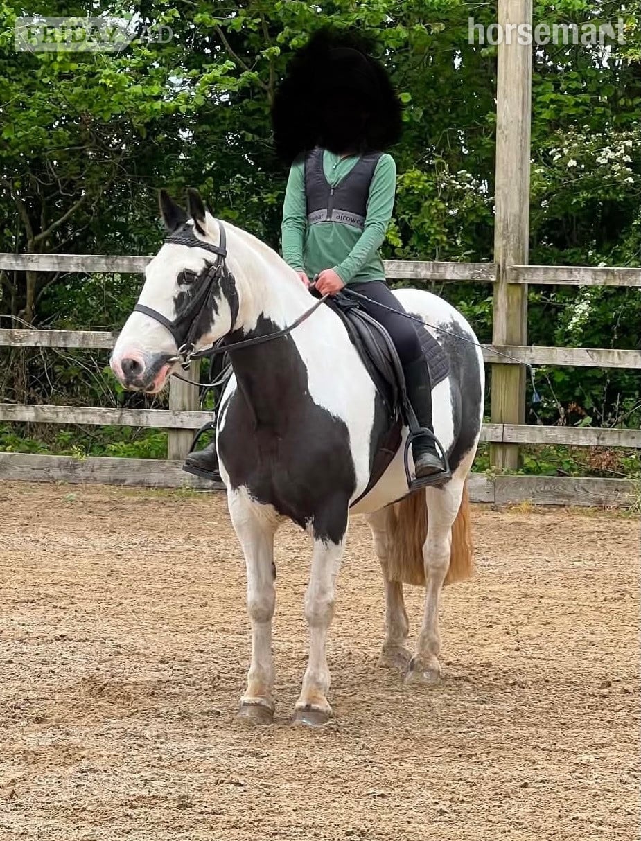 "Patch " Piebald Mare Pony Club Pony in Liskeard