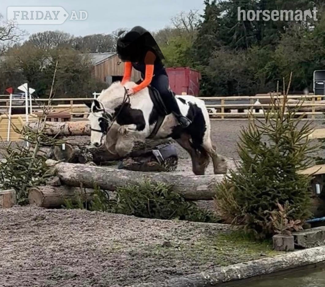 "Patch " Piebald Mare Pony Club Pony