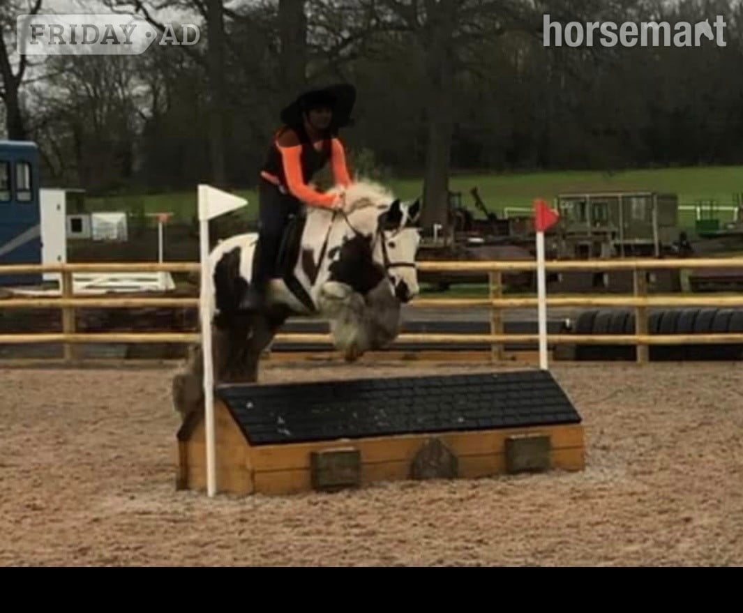 Liskeard "Patch " Piebald Mare Pony Club Pony