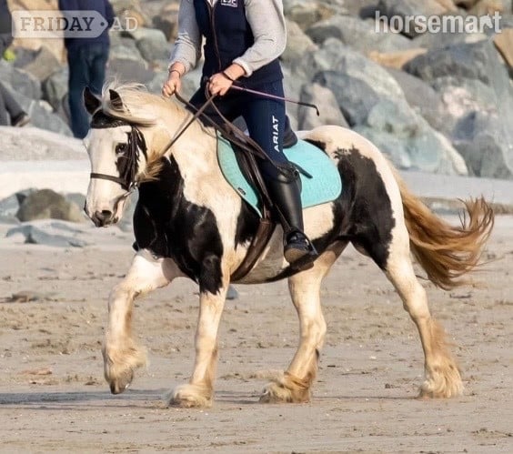 "Patch " Piebald Mare Pony Club Pony - Horses