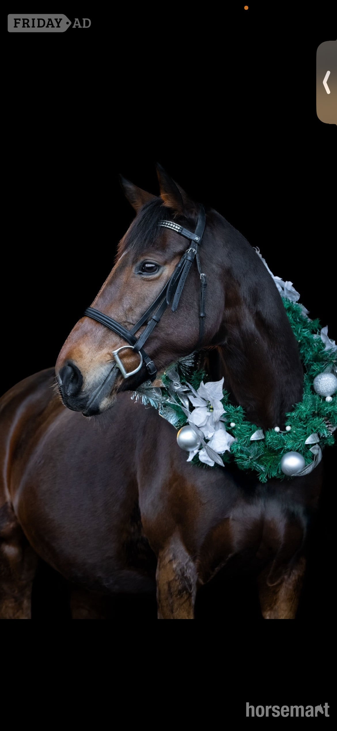 "Zulas honour " Bright Bay Mare All Rounder in Maidstone