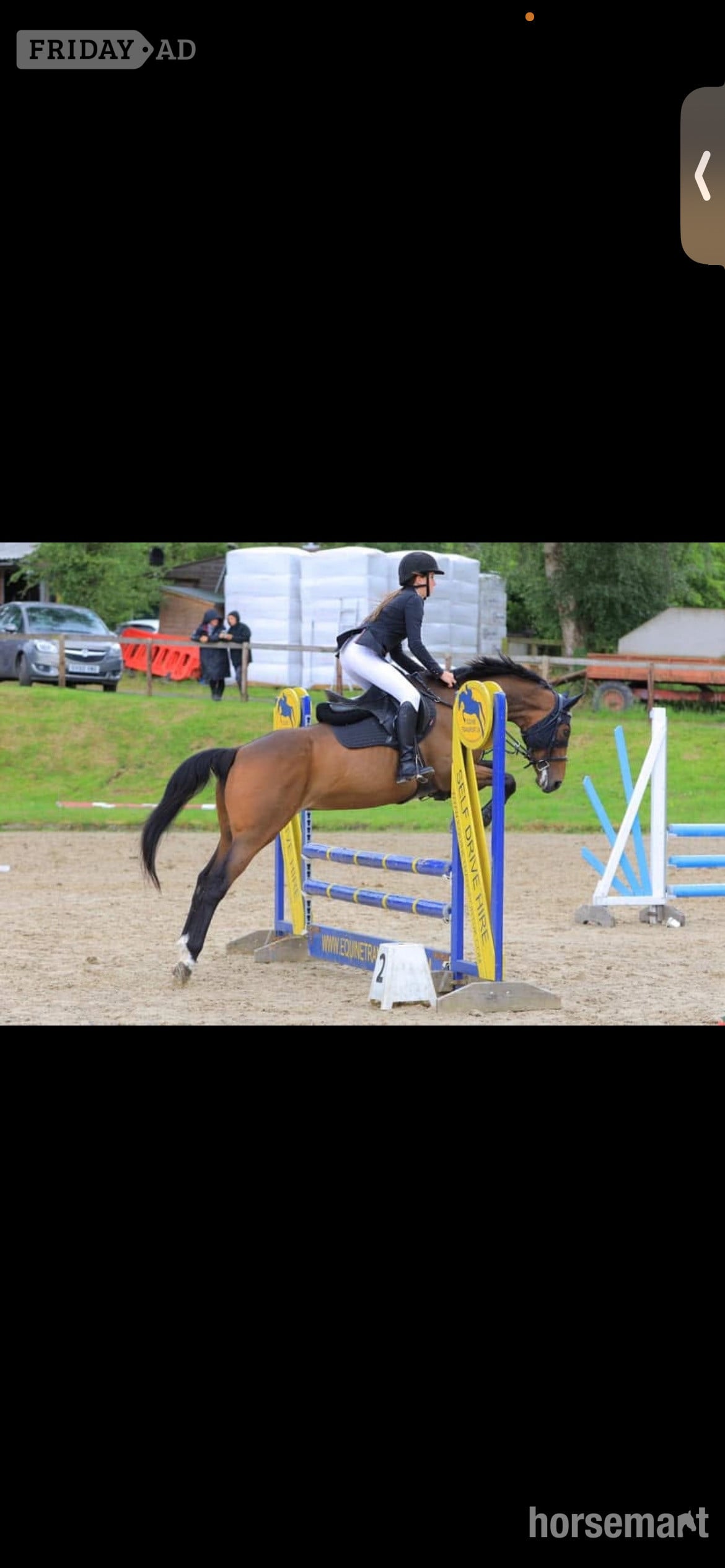"Zulas honour " Bright Bay Mare All Rounder