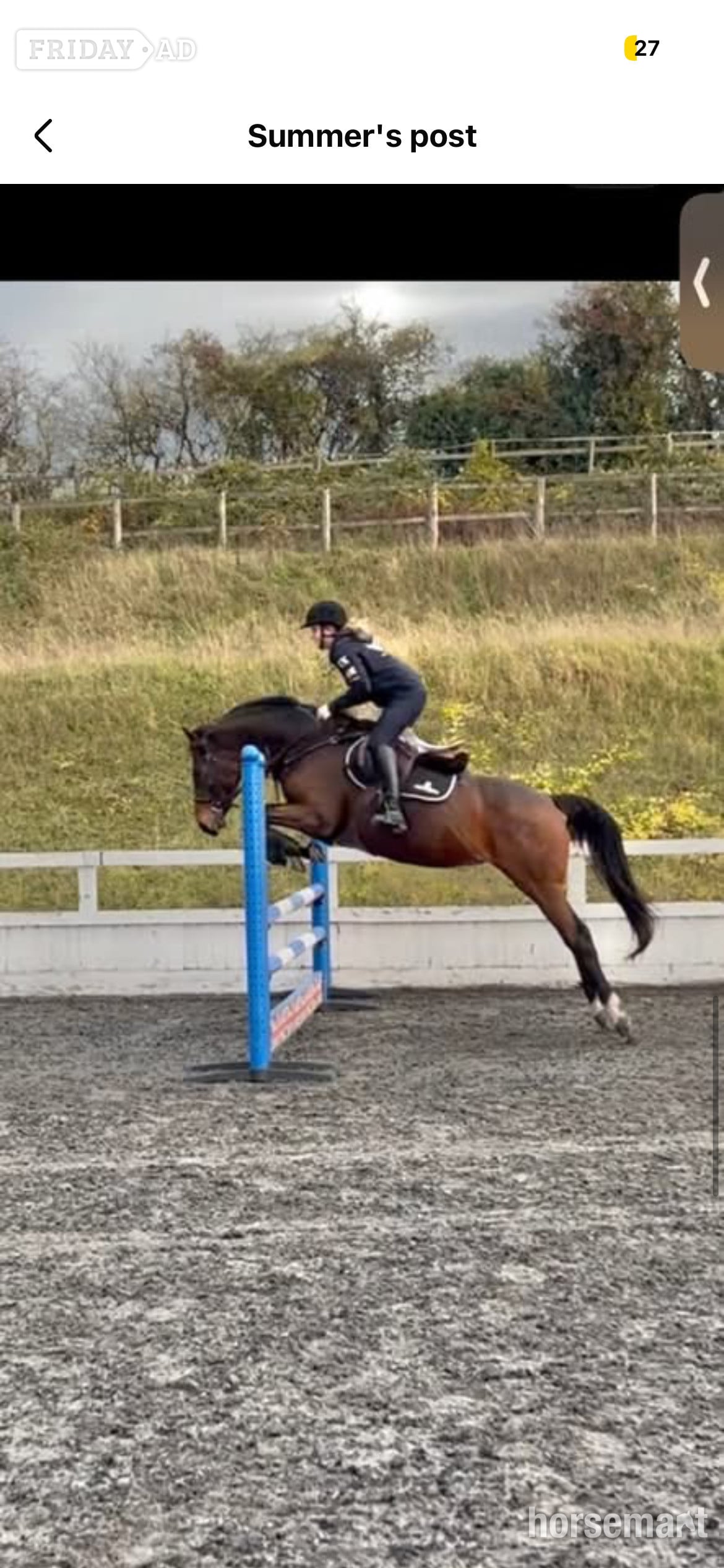 "Zulas honour " Bright Bay Mare All Rounder - Horses in Maidstone