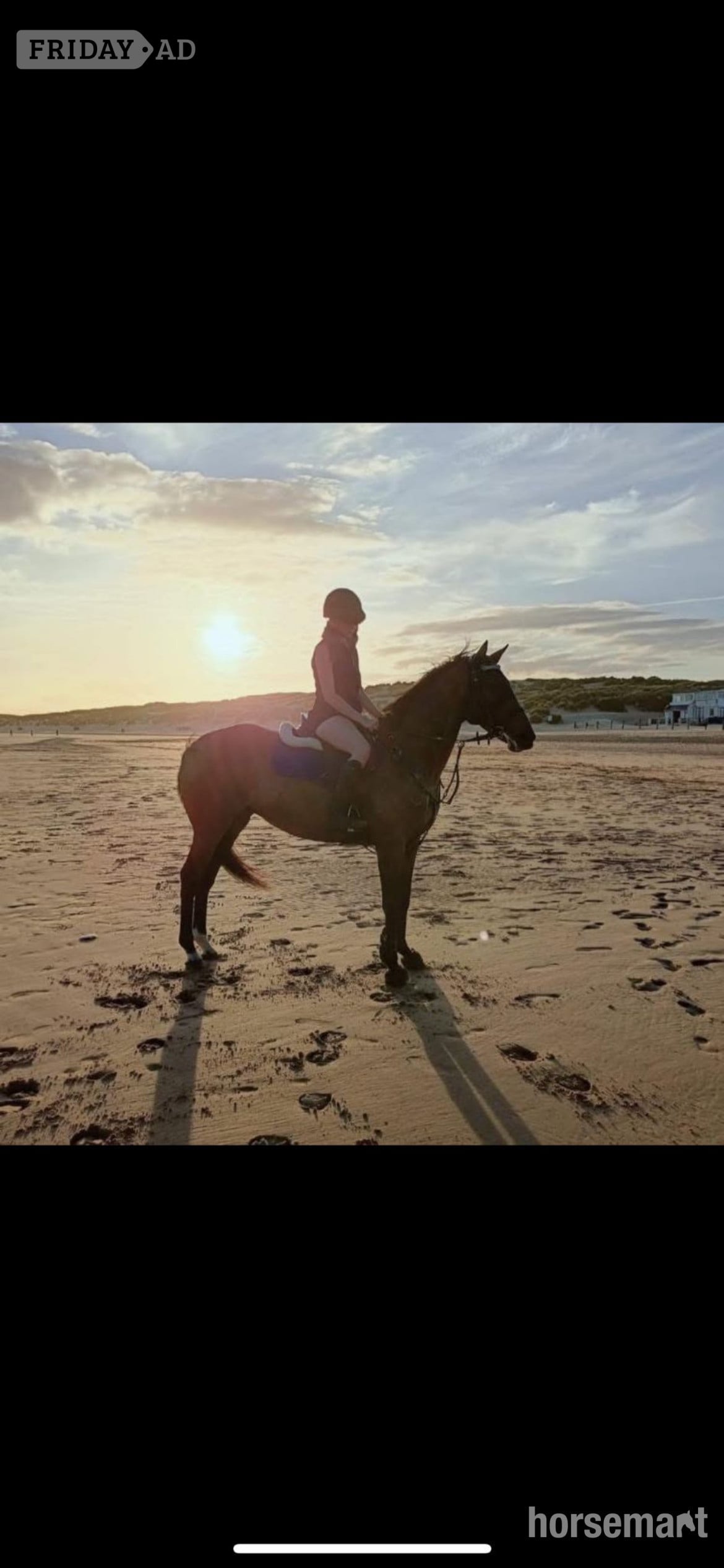 "Zulas honour " Bright Bay Mare All Rounder - Horses
