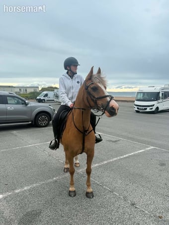 "Ronnie valentine " Palomino Gelding All Rounder