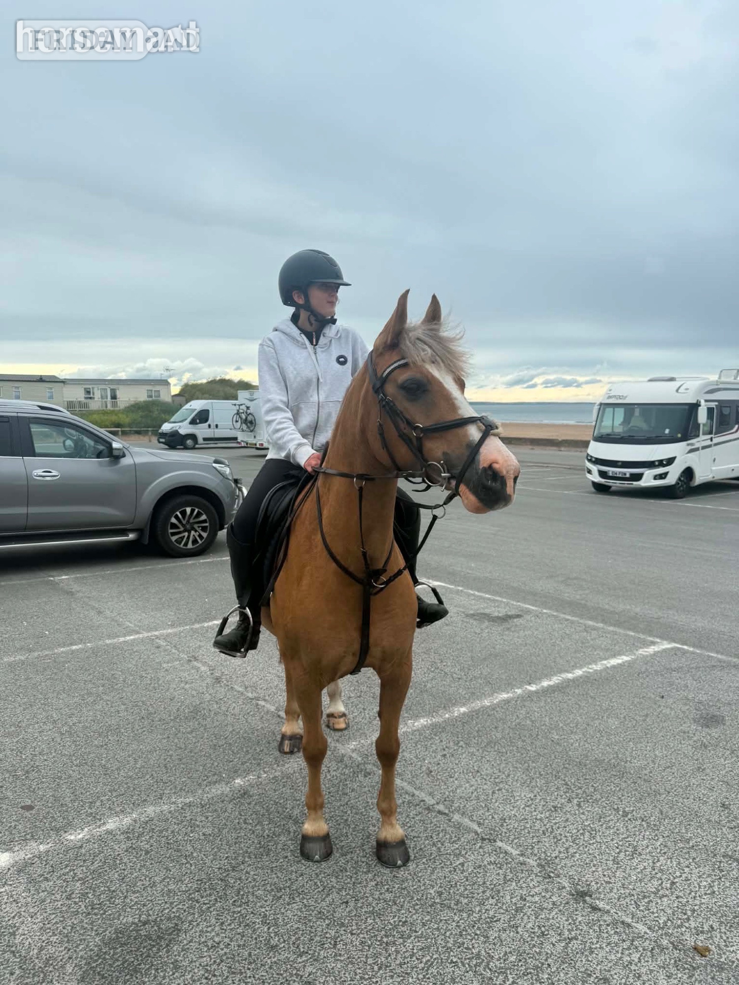 "Ronnie valentine " Palomino Gelding All Rounder in Middlesbrough